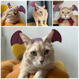 Cat headband with bat wings