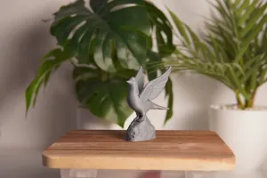 Dove on a Rock