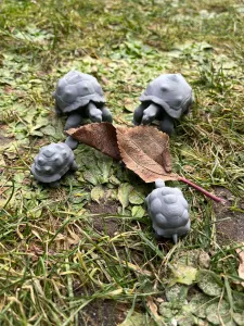 Land turtle