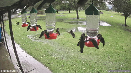 Hummingbird Feeder and Gatorade Holder
