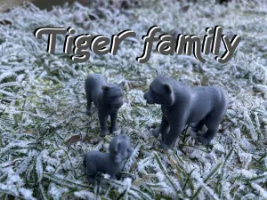 Tiger family