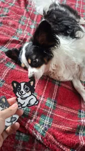 A smaller lovely dog - Penguin The Chihuahua