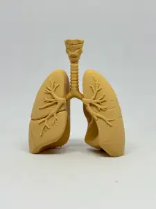 肺部医学教育模型
