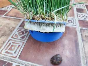 Seed germinator. Germinador de semillas.