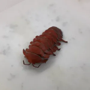 Articulated Isopod
