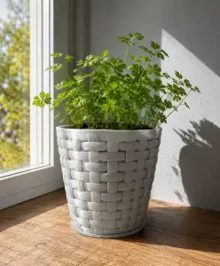 FLOWER POT