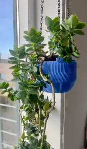 Self-Watering Hanging Planter | Easy Print, No Supports
