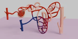 Human Kidney Nephron 3D Model Illustration