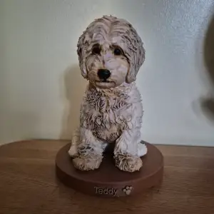 fashionable doggy