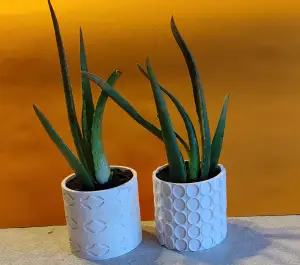 Pots cactus ou plante grasse