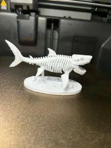 Megalodon Skeleton – Detailed Prehistoric Shark
