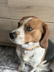 Le Beagle Rocky