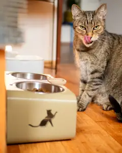 The Purrmiere Bistro for Fancy Felines