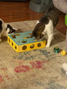 Cat treat play box