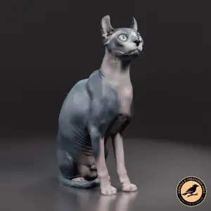 Sphynx cat