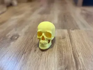 Human skull