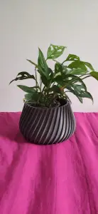 POT AGLAONEMA