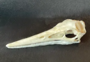 Pterodactyl Skull