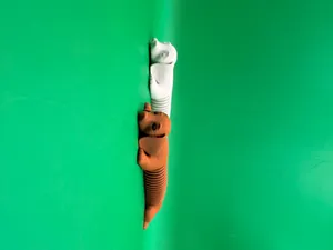 Dachshund SPRING