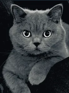 British Shorthair Cat - "Fela" -  Hueforge
