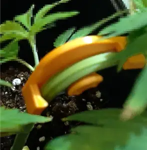 Cannabis - branch tutor