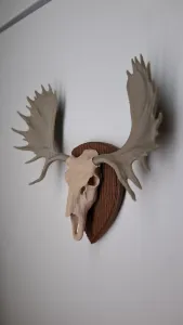 MOOSE TROPHY HUNTING