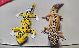 Gecko-Leopard-V2
