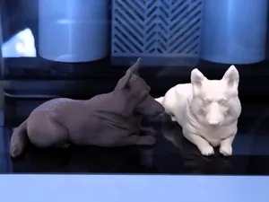 Corgi dog