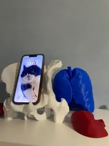 Pelvis-inspired phone holder