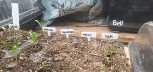 Seed Starter Markers