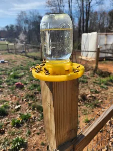 bee waterer  with jar holder