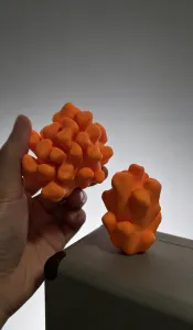 两个指滨珊瑚T
