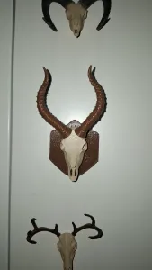 Antelope Trophy Hunting