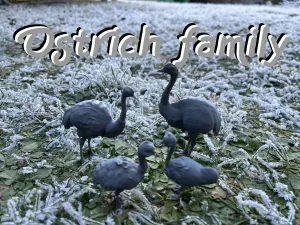 Ostrich family