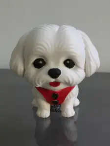 Minitature maltese dog Toby