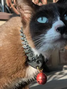 fish bone to cat collar