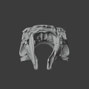 Barbourofelis Skull