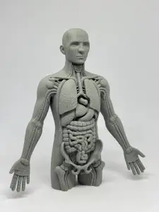 人体解剖模型