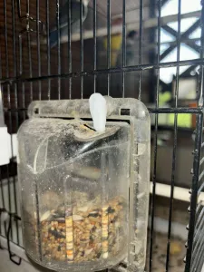 Bird Cage closing Hook