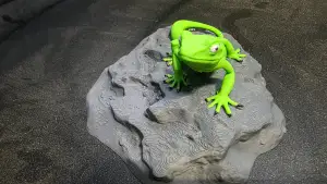 Geco on a rock