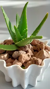 Pot Interior Decor Q