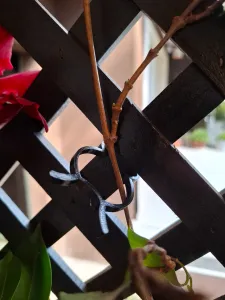 Plant clip