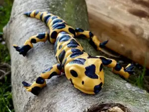 Movable figure of the salmander toy