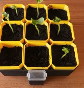 Seed Starter