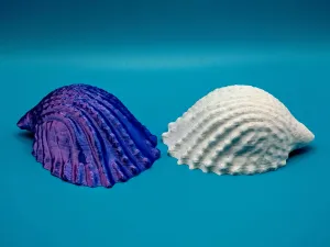Seashell