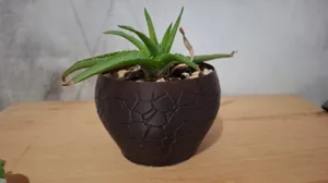 Planter 0055 cracle