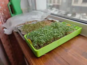 Microgreens hydroponic planter pot.