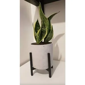 Orchid Plant Stand