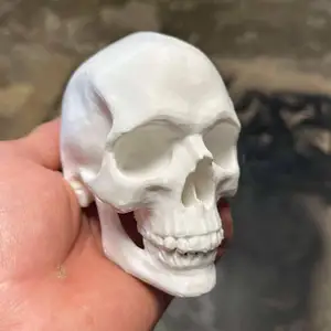 Realistic human skull