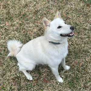 American Eskimo/Shiba Inu or "Imo-Inu" CubeMe